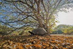 Galapagos Tortoise