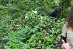 Gorilla blog 1st small image.jpg