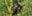 Gorilla blog 2nd small image (2)
