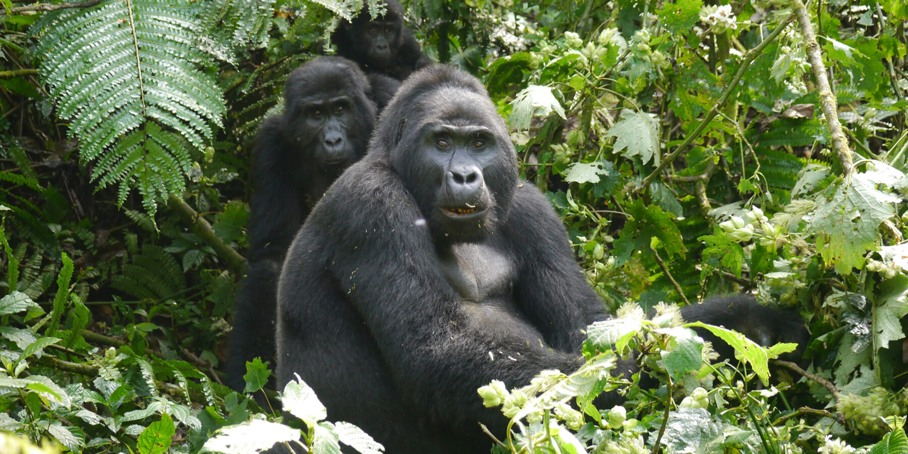 Gorilla blog hero image