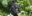 Gorilla blog hero image