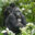 Gorilla blog hero image
