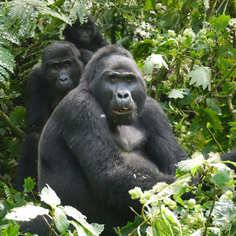 Gorilla blog hero image