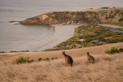 Kangaroo Island 2nd image credit Tourism Australia