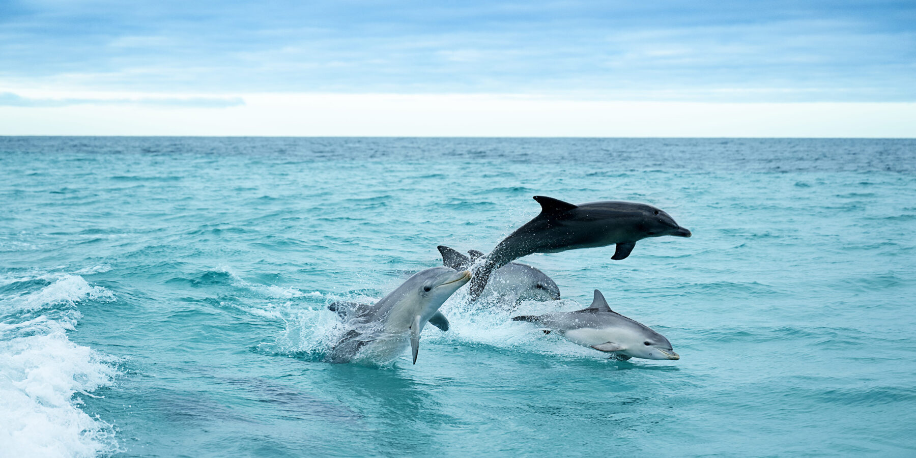 Kangaroo Island dolphins 4 credit Tourism Australia