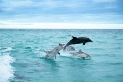Kangaroo Island dolphins 4 credit Tourism Australia