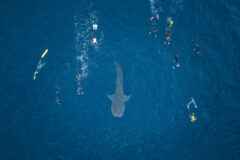 Kim Whales blog 3rd large image