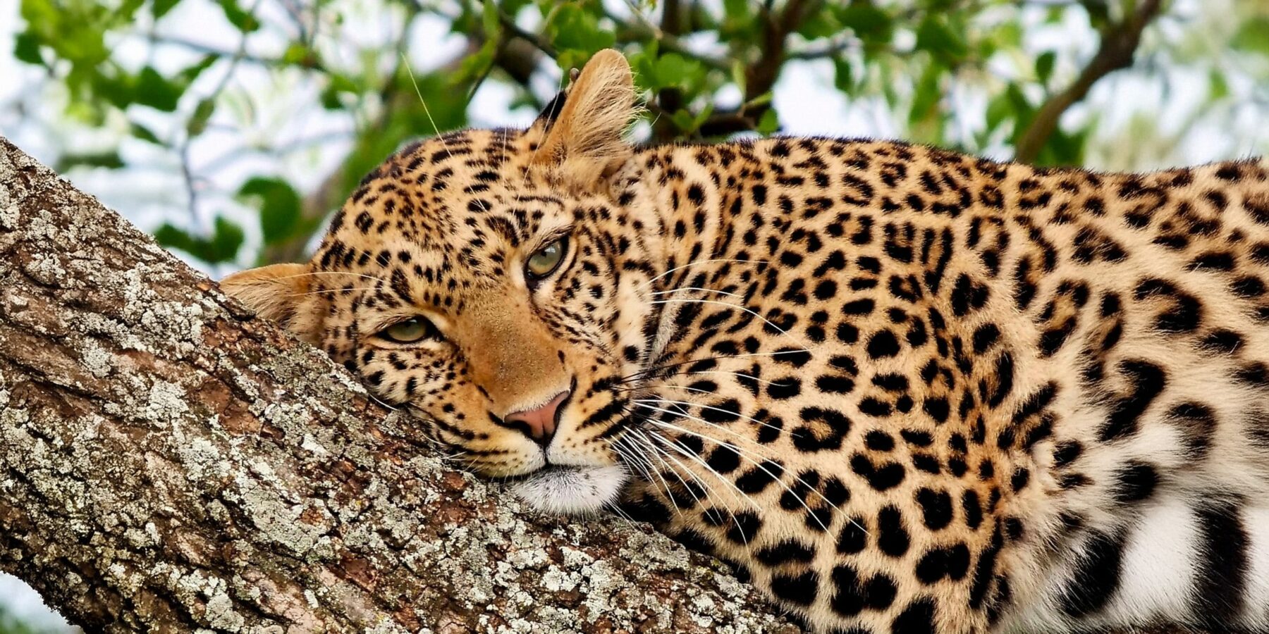 Leopard_Tanzania_web_2400pxresized for hero image Best of Tanzania Lodges