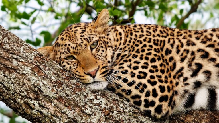 Leopard_Tanzania_web_2400pxresized for hero image Best of Tanzania Lodges