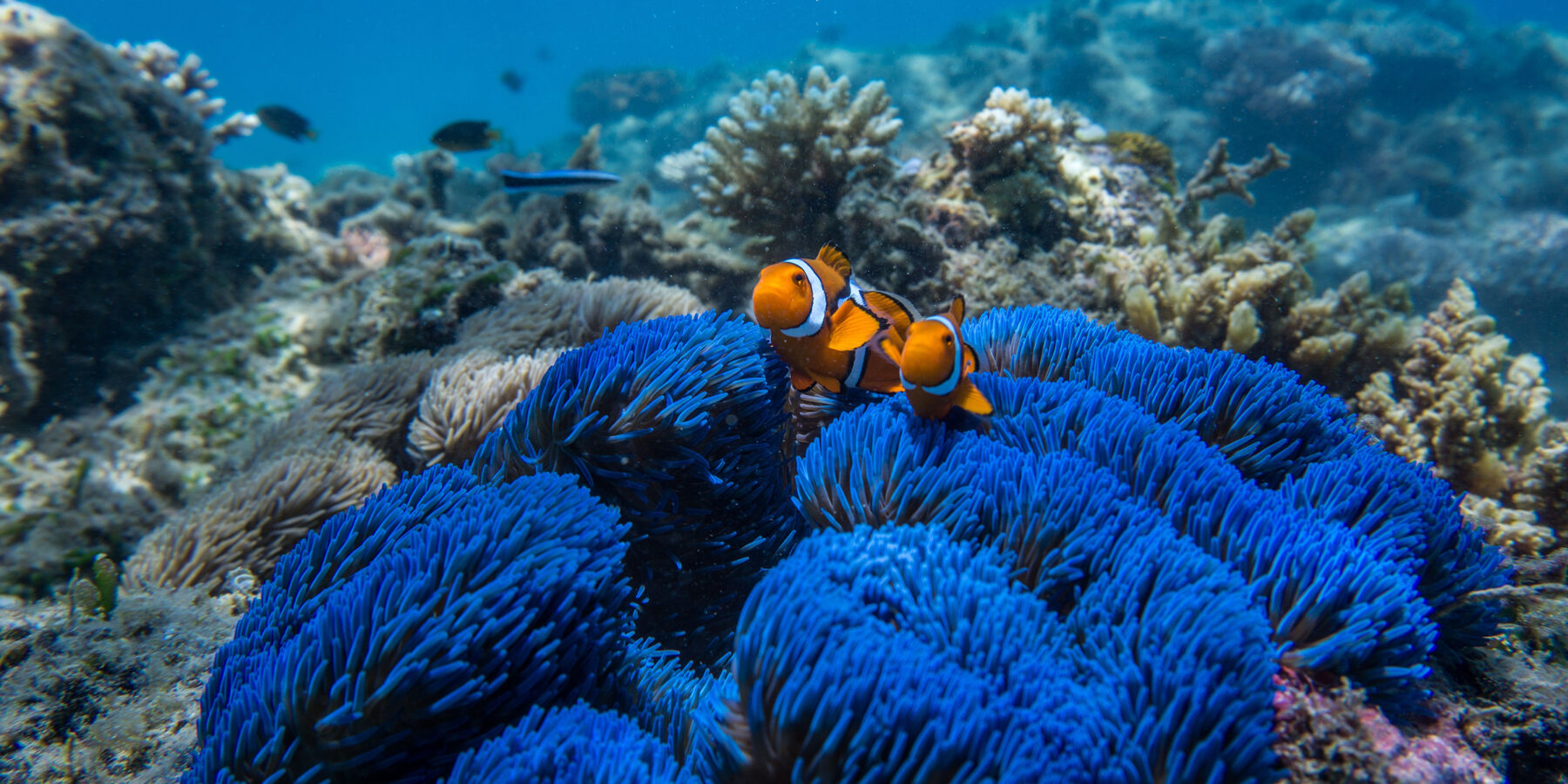 Lizard Island 3rd image credit Tourism Australia