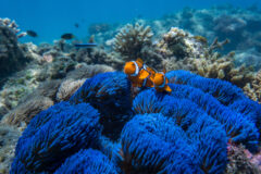 Lizard Island 3rd image credit Tourism Australia