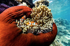 Lizard Island 5th image credit Tourism Australia