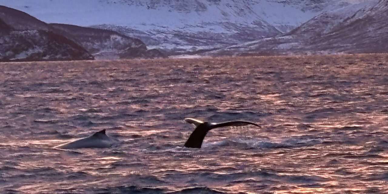 Lyngen 6