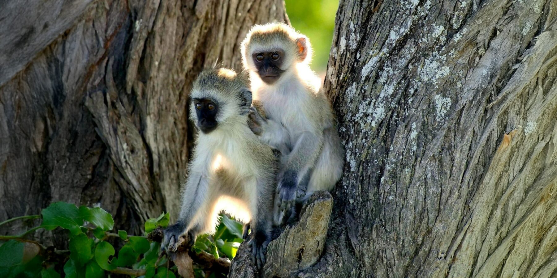 Monkeys_Tanzania_web_3400px_q95resized for Best of Tanzania Lodges 2nd image of Ngorongoro Crater copy