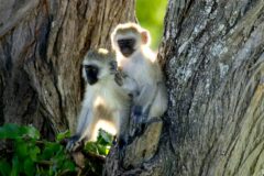 Monkeys_Tanzania_web_3400px_q95resized for Best of Tanzania Lodges 2nd image of Ngorongoro Crater copy