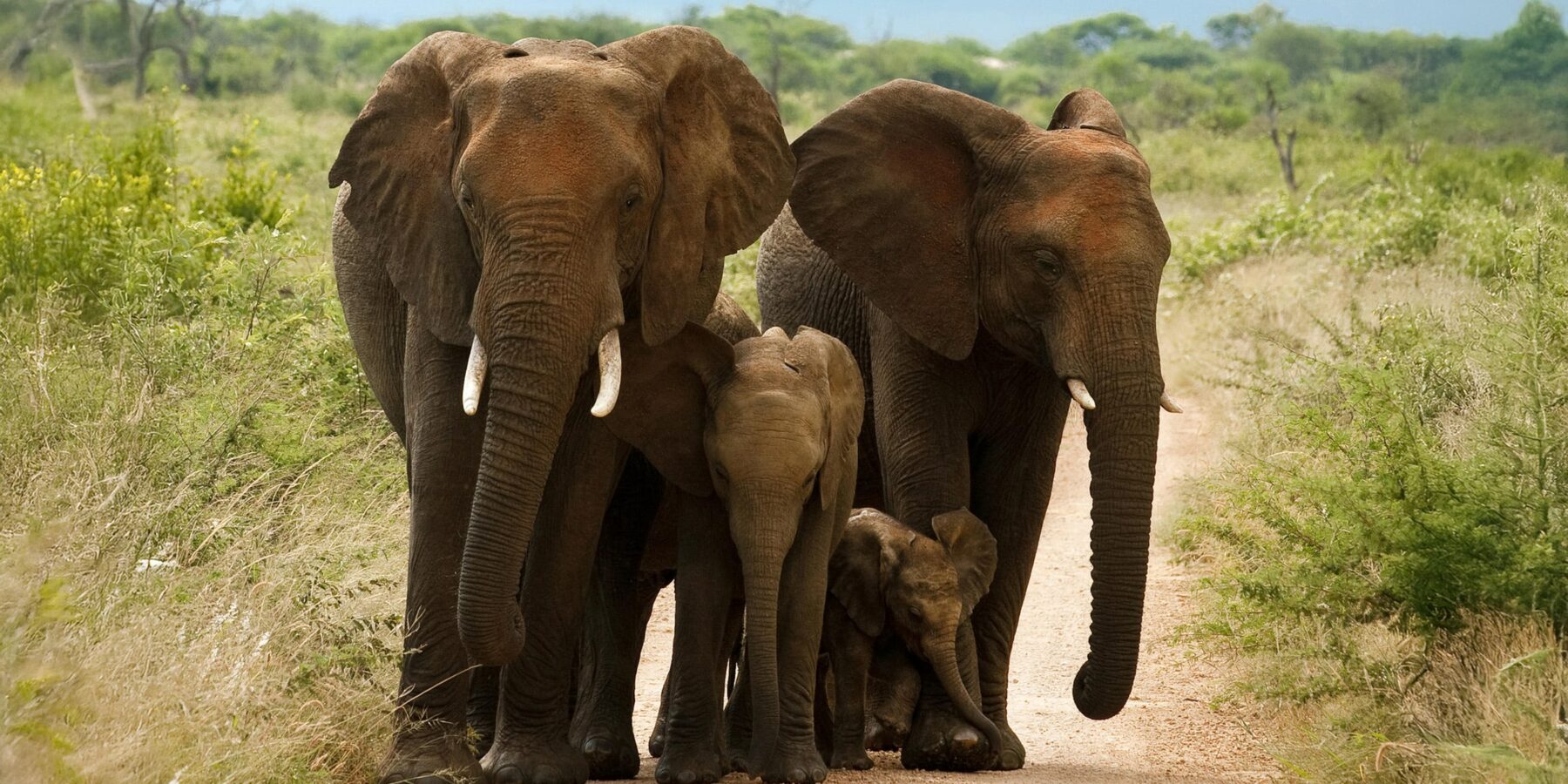 Morukuru Family Madikwe Elephant family