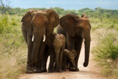 Morukuru Family Madikwe Elephant family