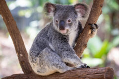 Mossman 1st image credit Tourism Austraia2