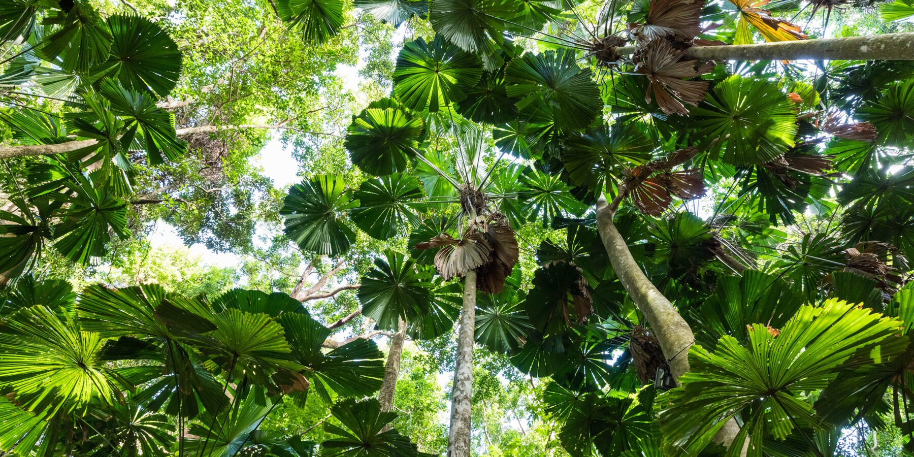 Mossman 2nd image, delete current credit TA