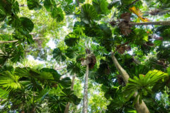 Mossman 2nd image, delete current credit TA