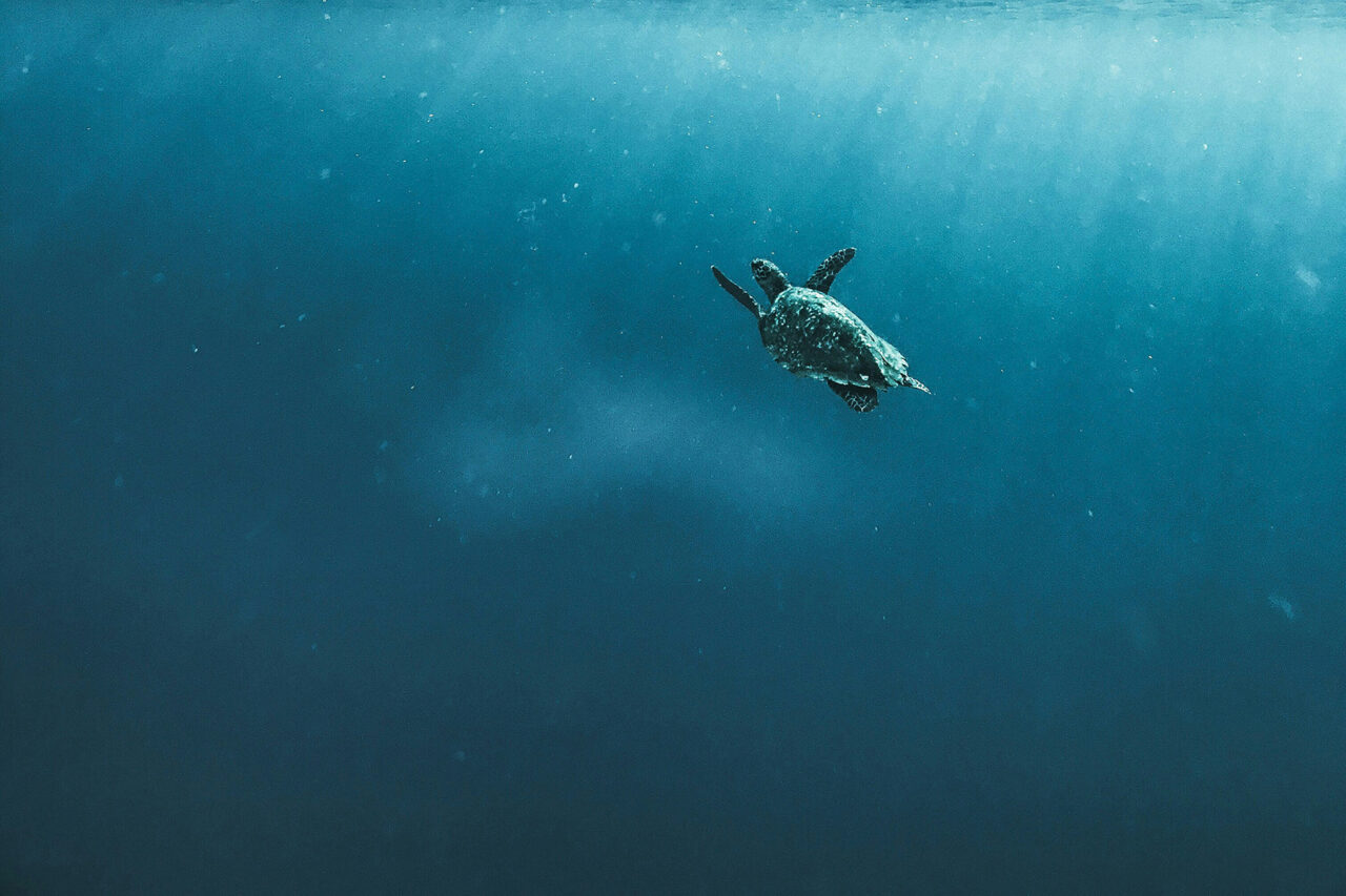 naja-bertolt-jensen-Uu1CtKngEXY-unsplash