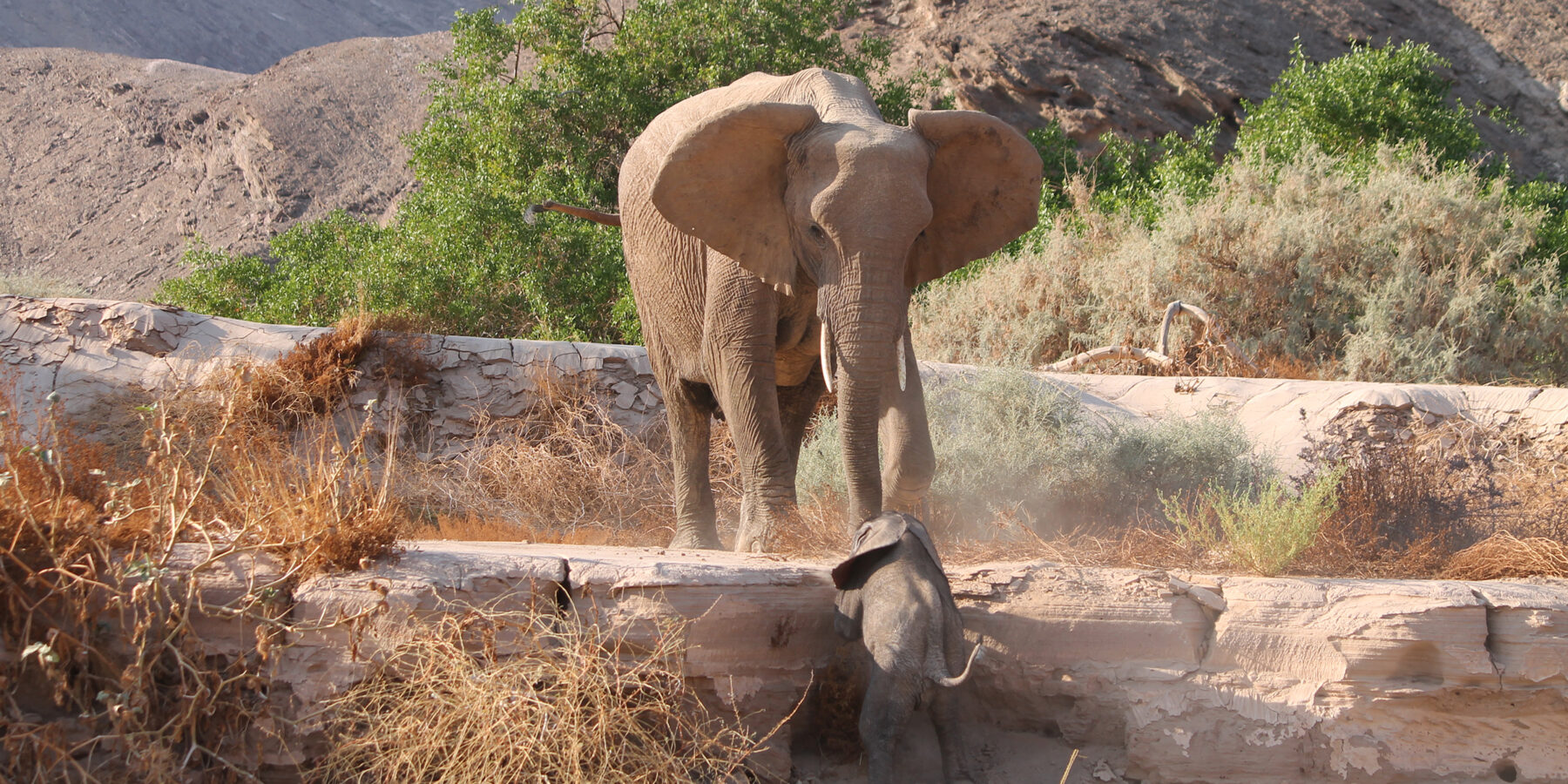 Namibia Hoanib River elephant