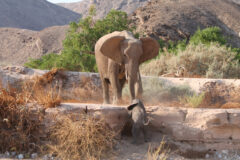 Namibia Hoanib River elephant