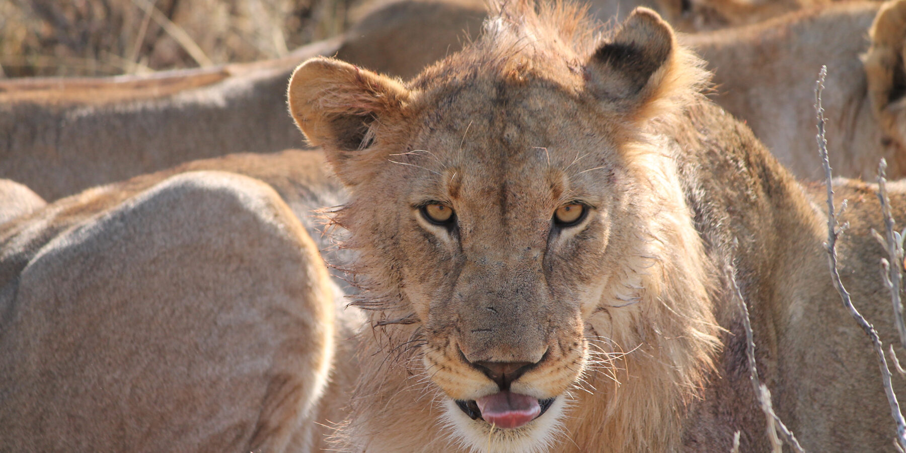 Namibia Onguma lion