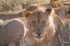 Namibia Onguma lion