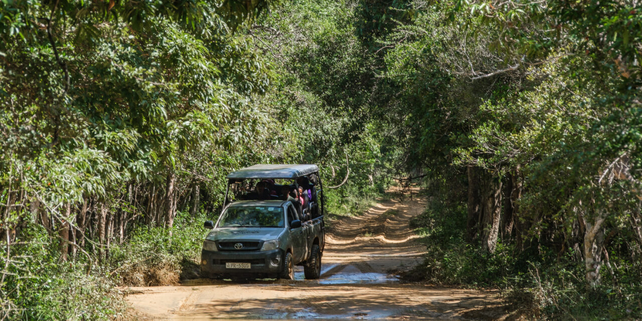 Nici Sri Lanka leopards blog 1st small image
