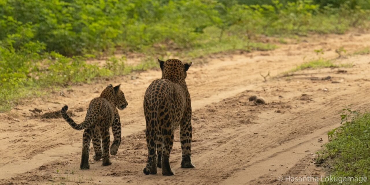Nici Sri LAnka leopards blog 2nd small image