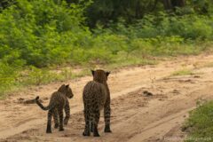 Nici Sri LAnka leopards blog 2nd small image