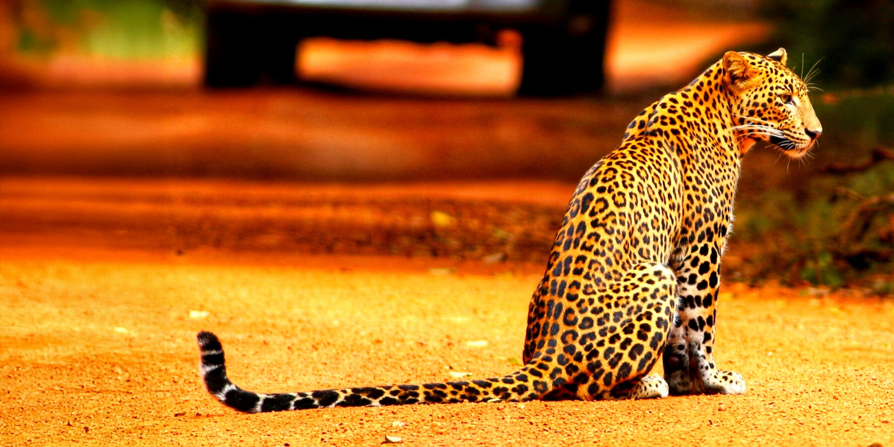 Nici Sri Lanka leopards hero image