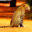 Nici Sri Lanka leopards hero image square