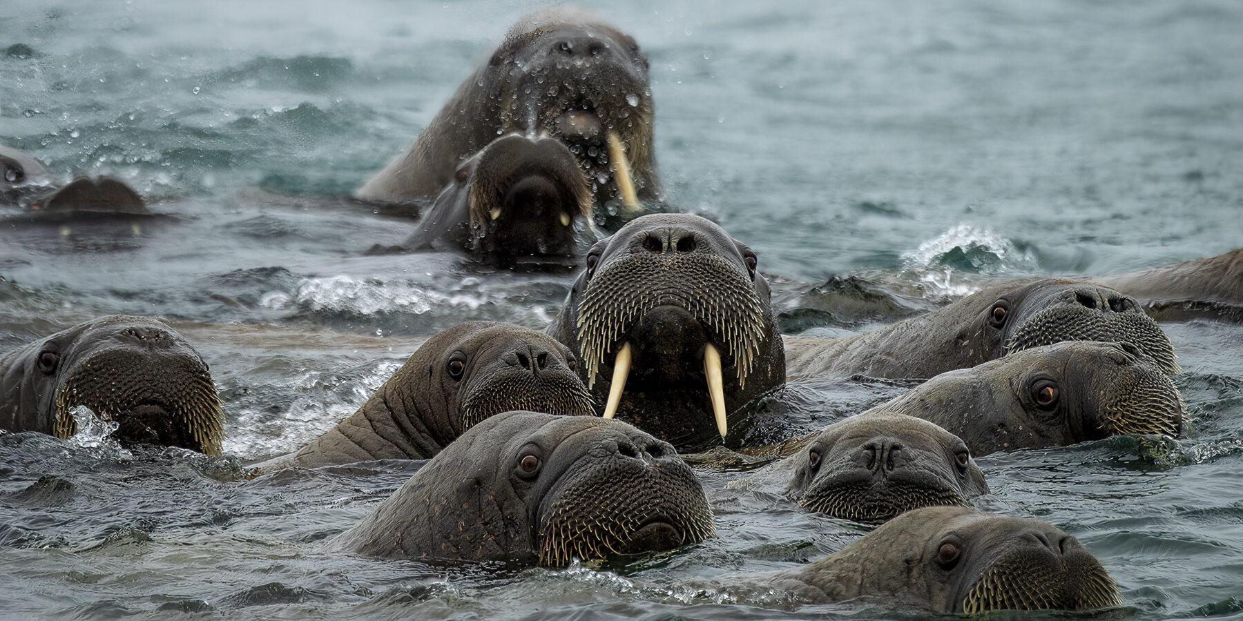 NORTHERN REACHES 1 Svalbard_Torellneset_HX_45407_Credit_Geraldine_Prince