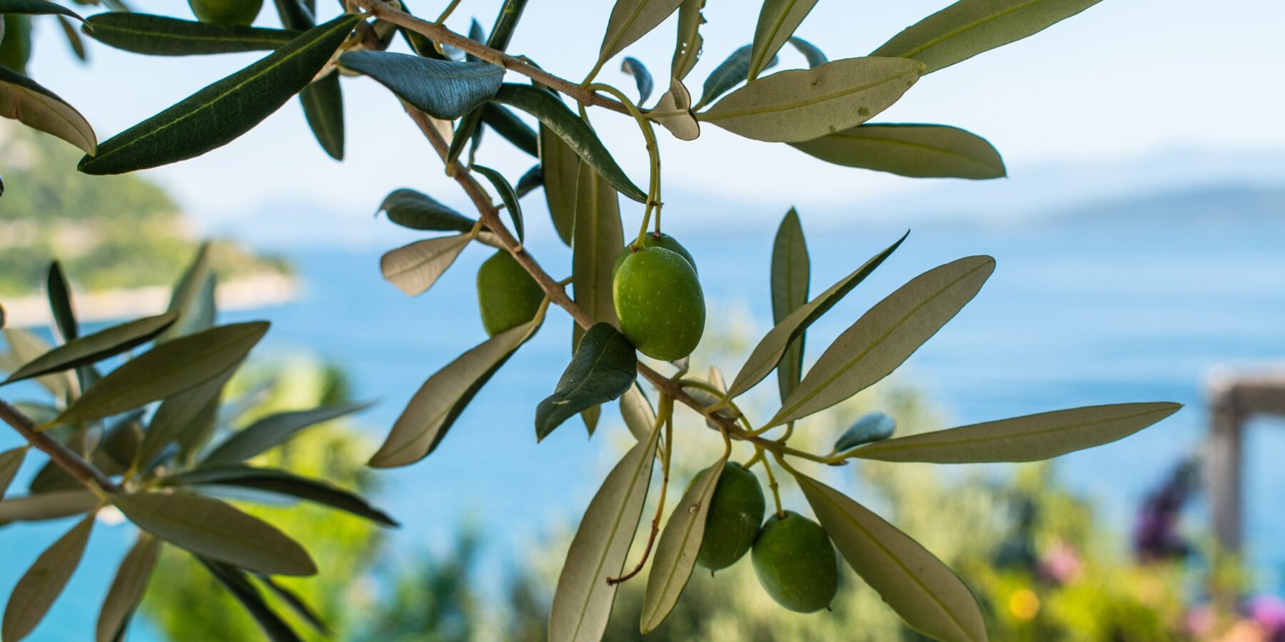 OLIVE TREE shutterstock_1520700584