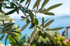 OLIVE TREE shutterstock_1520700584