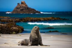 OTAGO PENINSULA shutterstock_2411630875