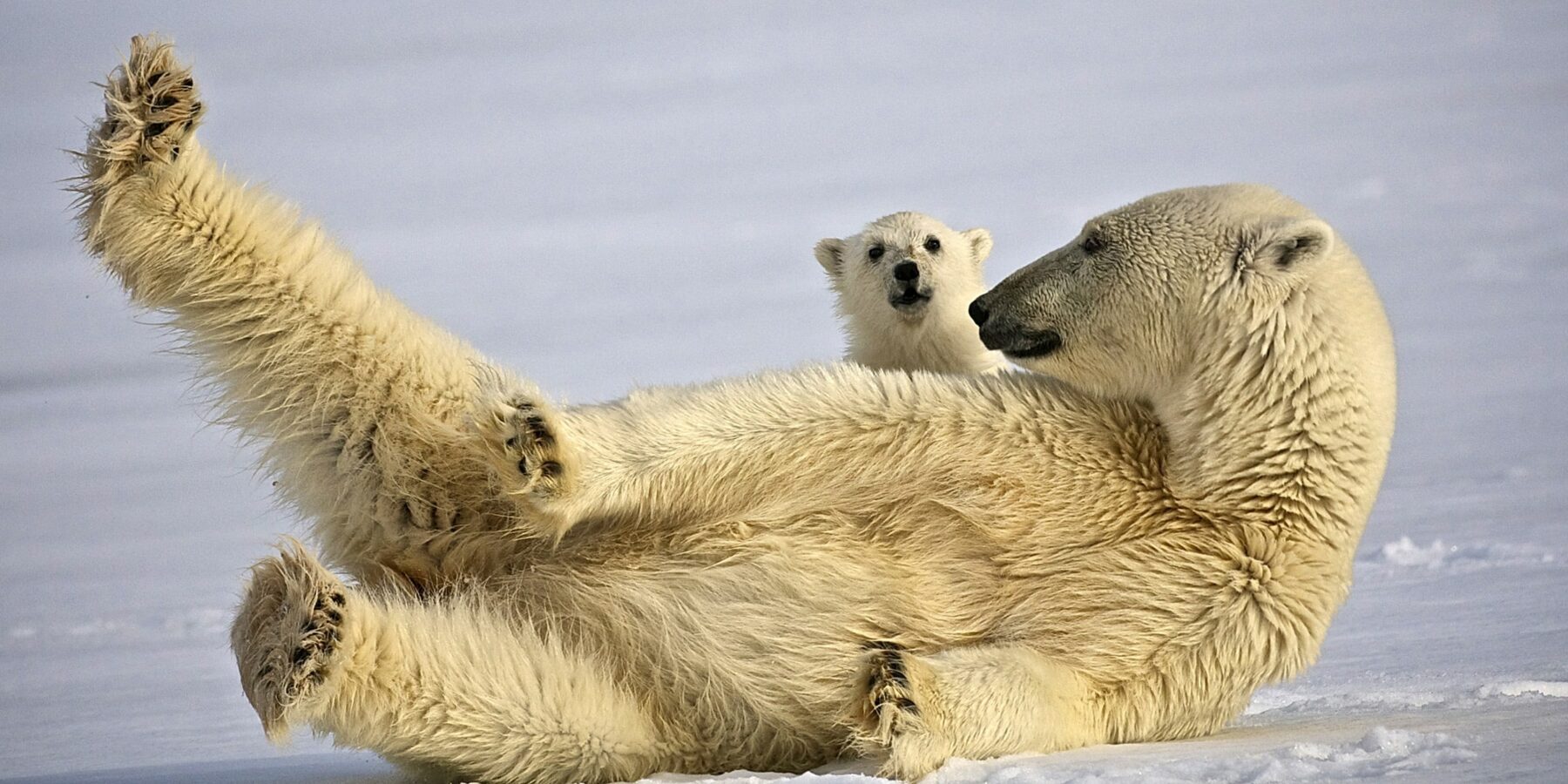 Pauline’s Polar final image credit Dominic Barrington