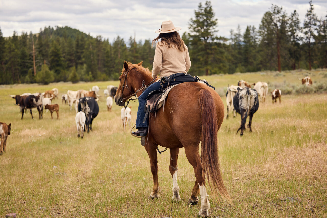 Paws Up featured experience cattle drive