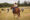 Paws Up featured experience cattle drive