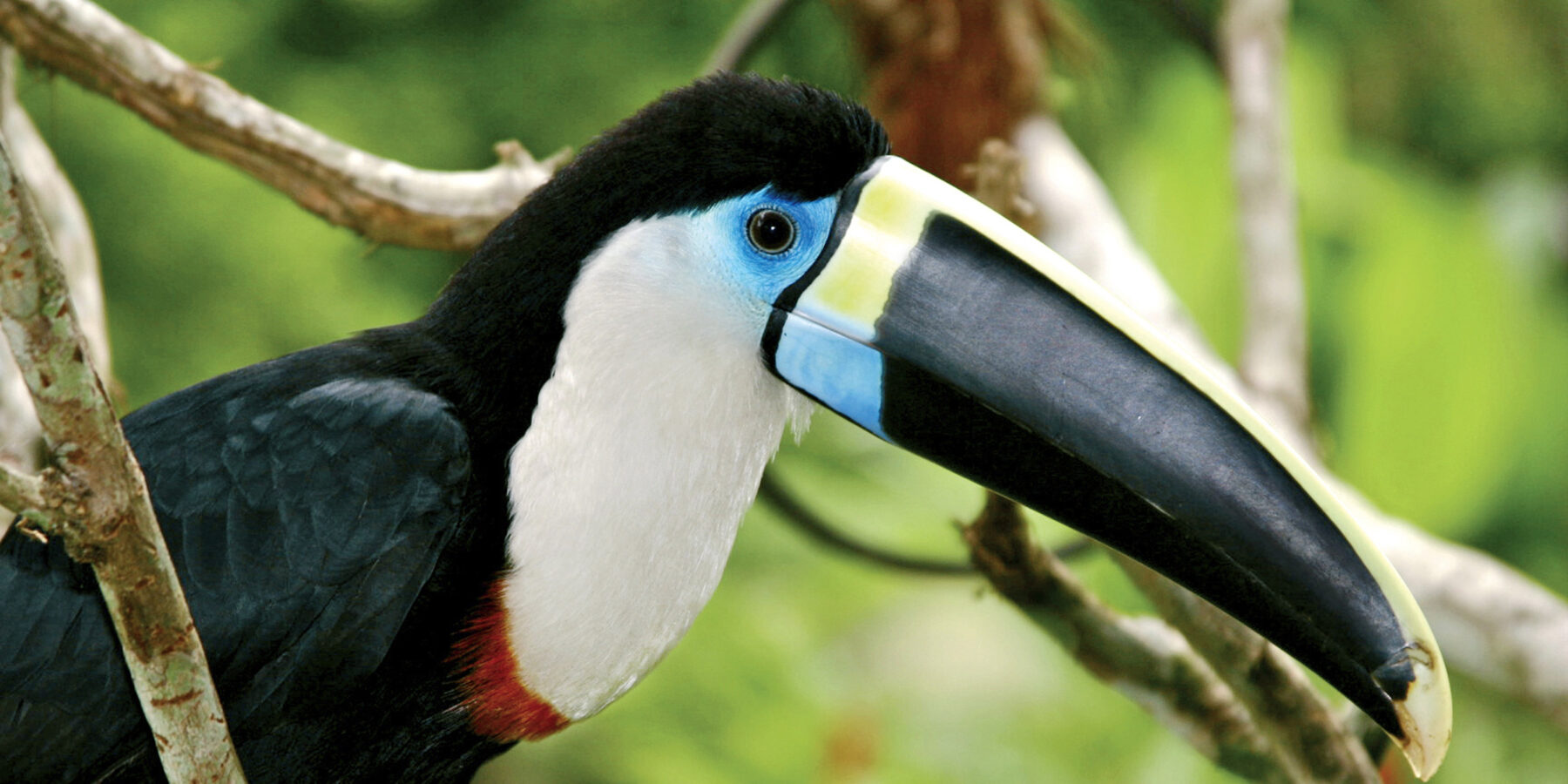Peru Amazon toucan