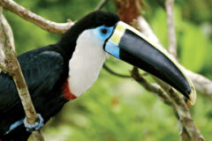 Peru Amazon toucan