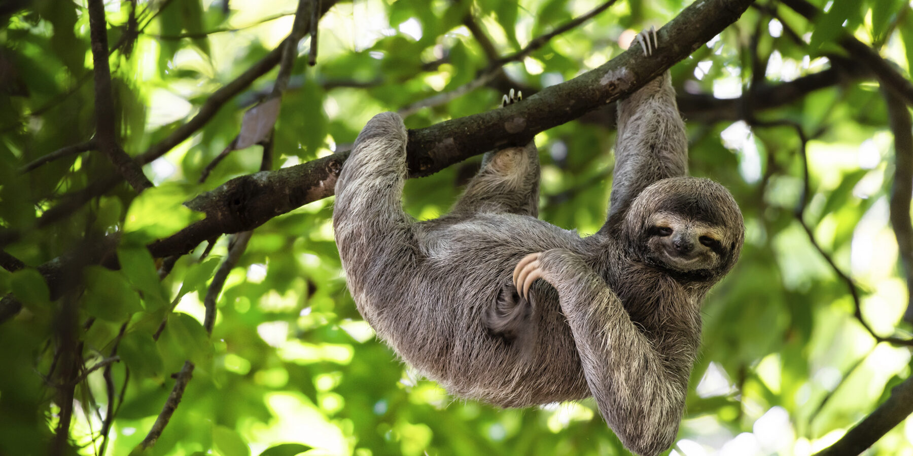 Peruvian Sloth