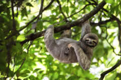 Peruvian Sloth