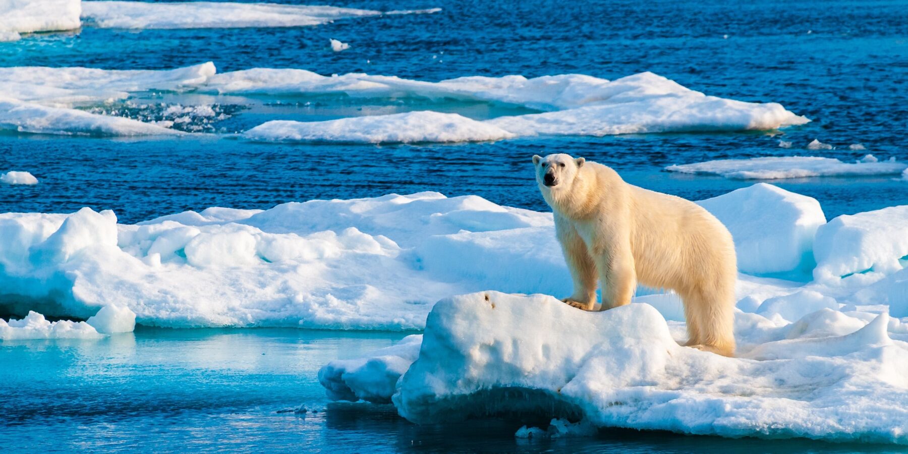 POLAR BEAR shutterstock_2596200623