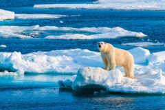 POLAR BEAR shutterstock_2596200623
