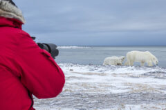 Polar bear watching from Canada Specialist Programme