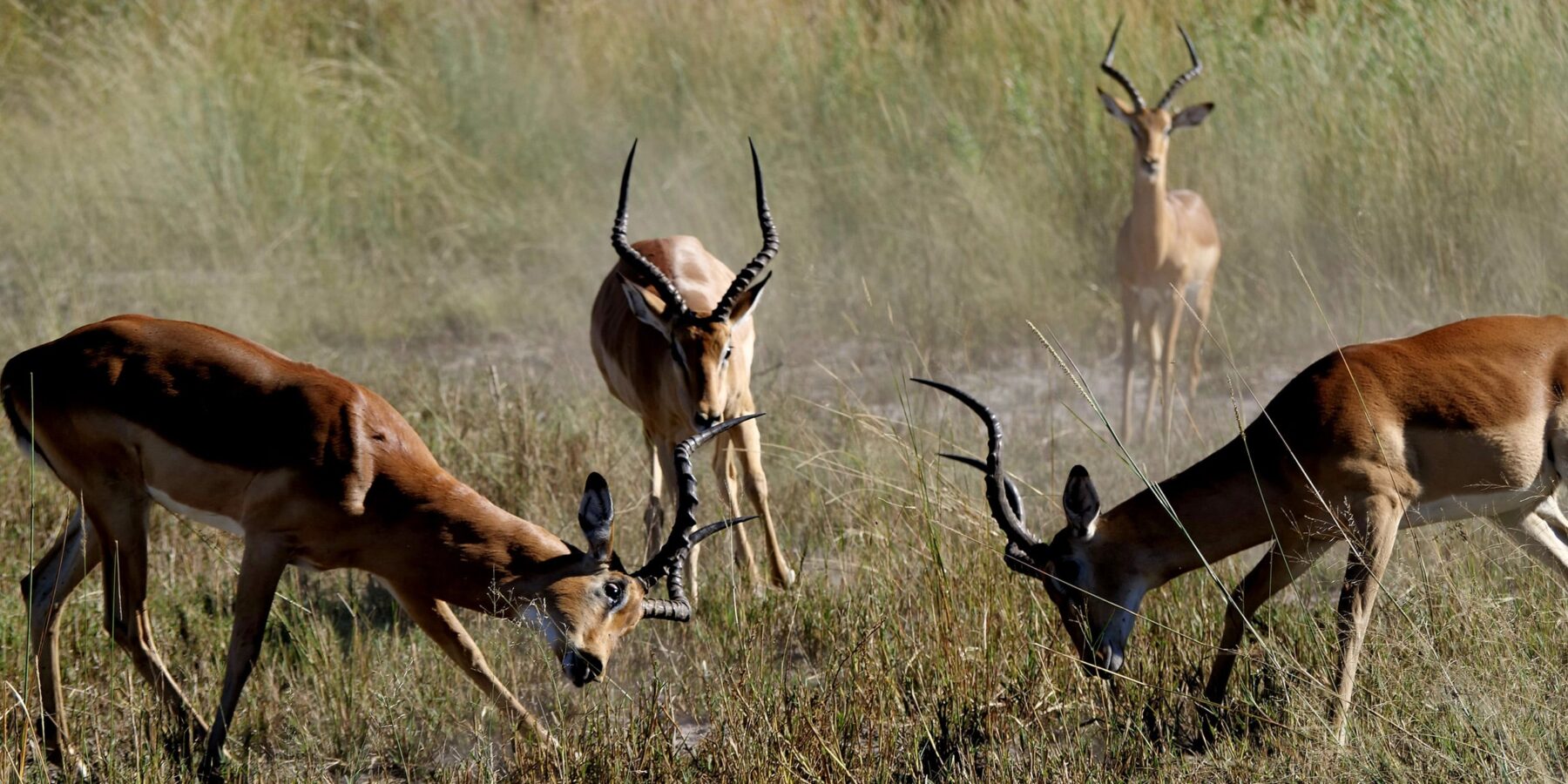 Rut by Kim Botswana