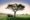Safari Game Drive Vehicle
